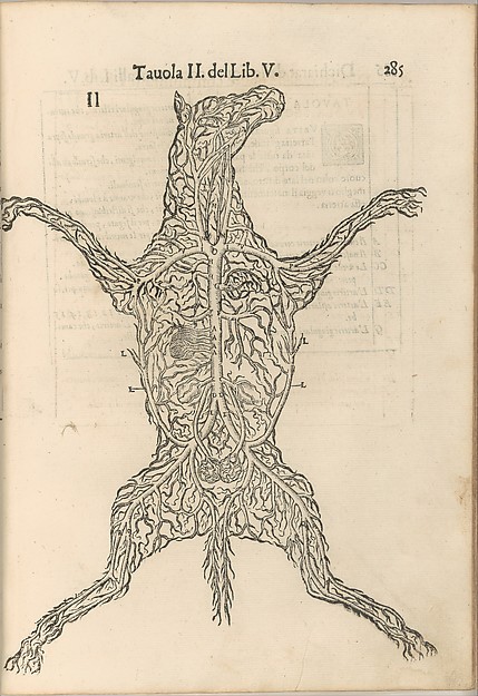 Anatomia del Cavallo. Infirmita del Cavallo